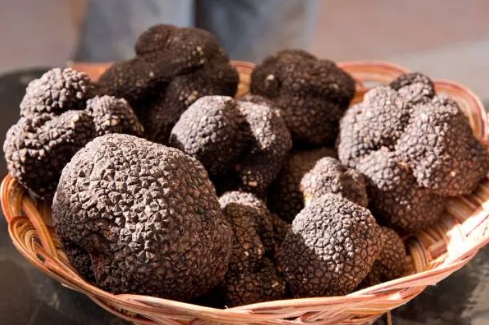 exposition_truffes_souillac